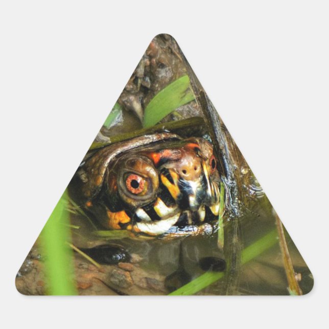 Pegatina Triangular Tortuga de caja y tadpoles (Anverso)