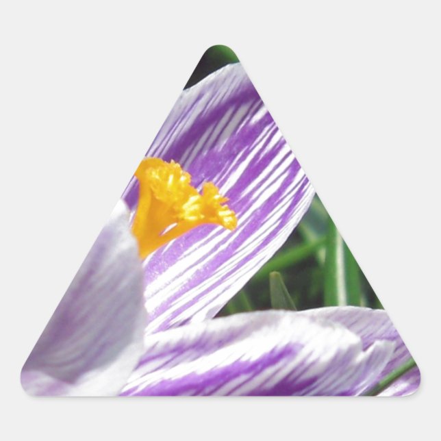 Pegatina Triangular Violet Spring Crocus (Anverso)
