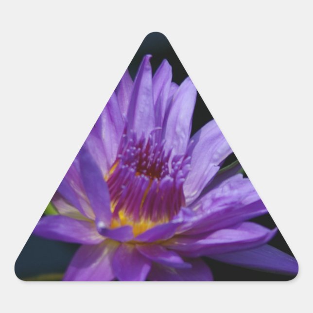 Pegatina Triangular Waterlily Lotus (Anverso)