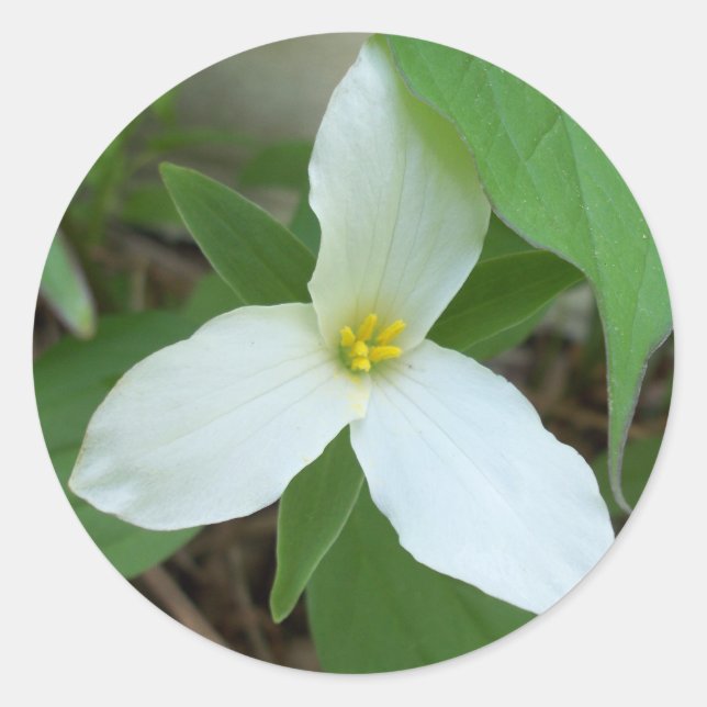 Pegatina Trillium (Anverso)