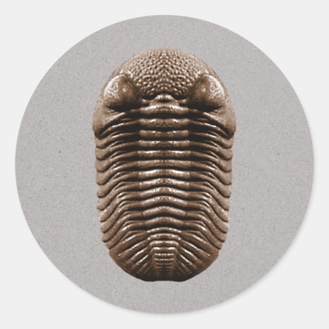 Pegatina Trilobita (Anverso)