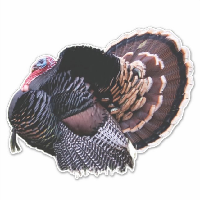 Pegatina Turquía salvaje (Anverso)
