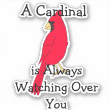 Un cardenal siempre te está vigilando