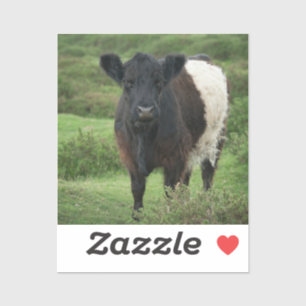 Pegatina Vaca Galloway Bellada