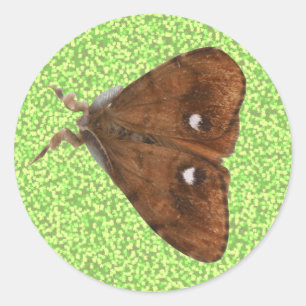 Pegatina Vapourer Moth