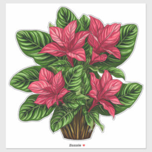 Pegatina Vibrante planta de poinsettia rosa con hojas verde