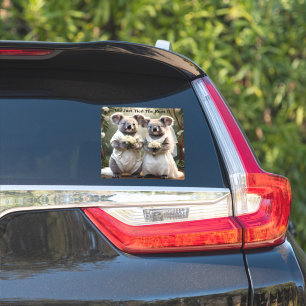 Pegatina "Votos evergreen: Un Boda de Koala en blanco"