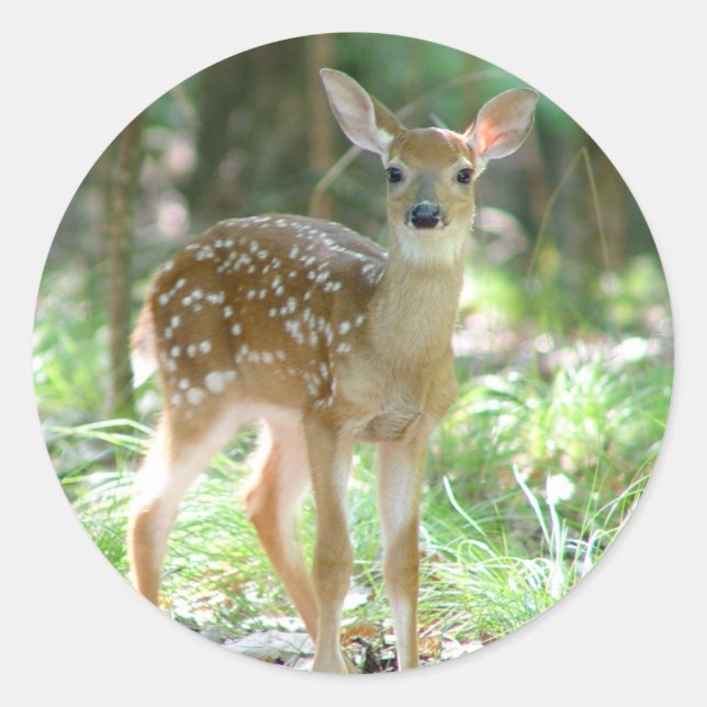 Pegatina Whitetail Deer Fawn (Anverso)