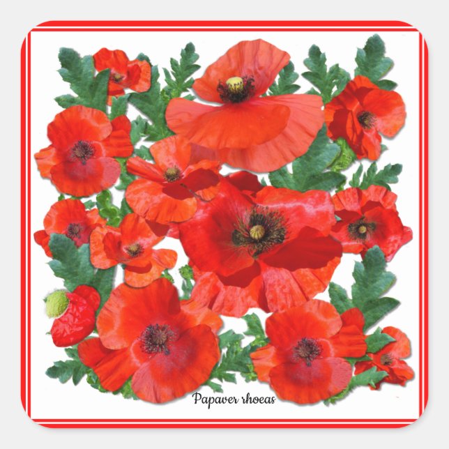 Pegatina Wild Red Poppies Square (Anverso)