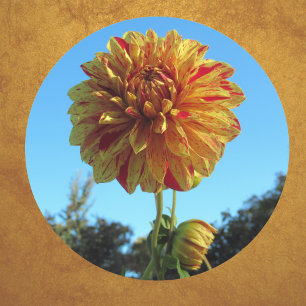 Pegatina Yellow y Red Dahlia