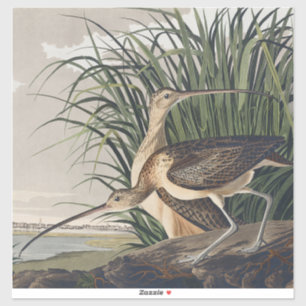 Pegatina Zarapico de pico largo de John James Audubon