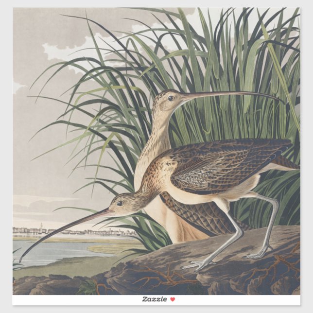 Pegatina Zarapico de pico largo de John James Audubon (Hoja)