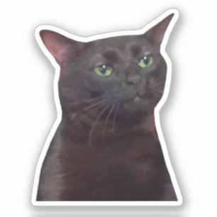 Pegatina Zoned Out Cat Meme