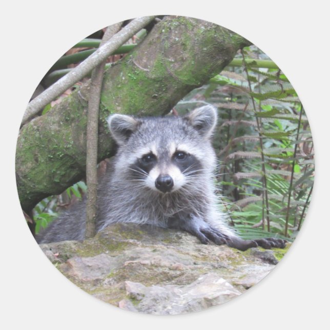 Pegatinas Adorables Raccoon (Anverso)