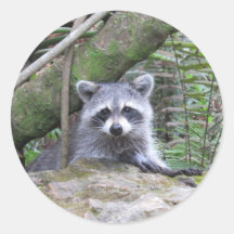 Pegatinas Adorables Raccoon