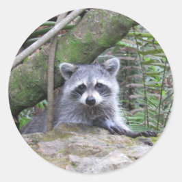 Pegatinas Adorables Raccoon