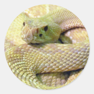 Pegatinas Albino Rattlesnake