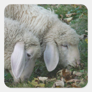 Pegatinas alpinos de ovejas de lop-Eared