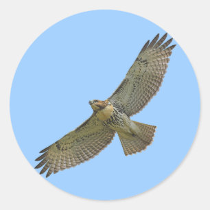 pegatinas altísimos de la rojo-cola