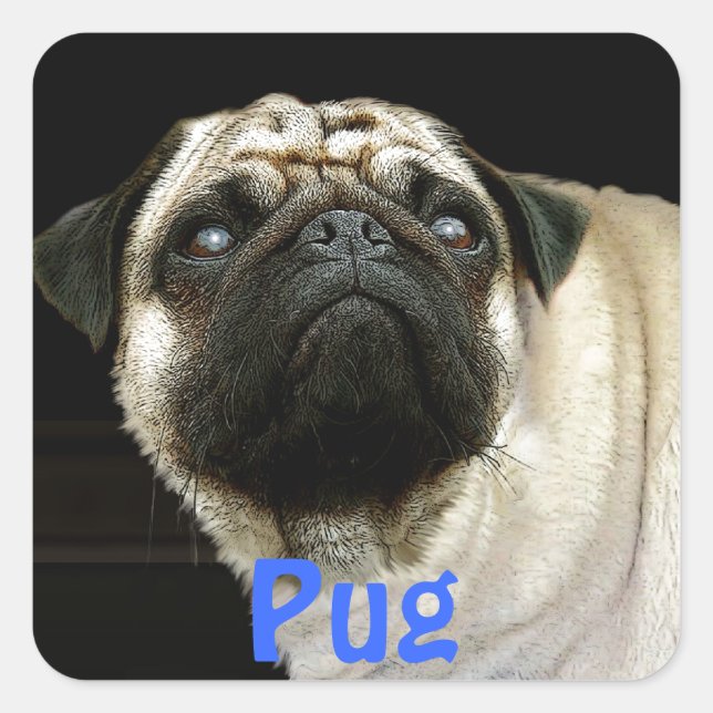 Pegatinas amantes de los Mascotas pug Dog & Cute (Anverso)