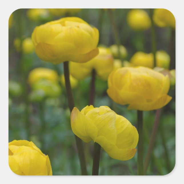 Pegatinas Amarillos Globeflower (Anverso)