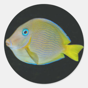 Pegatinas amarillos y azules de los pescados