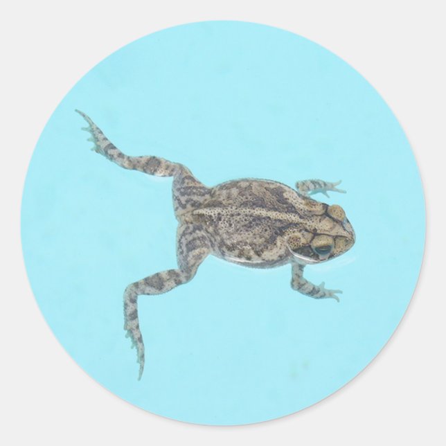 Pegatinas anfibios 02 (Anverso)