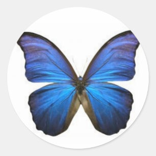 Pegatinas azules de la mariposa