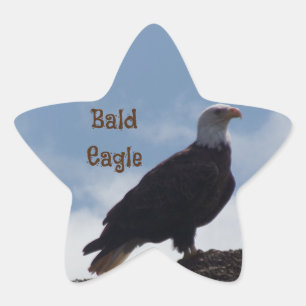 Pegatinas Bald Eagle Star