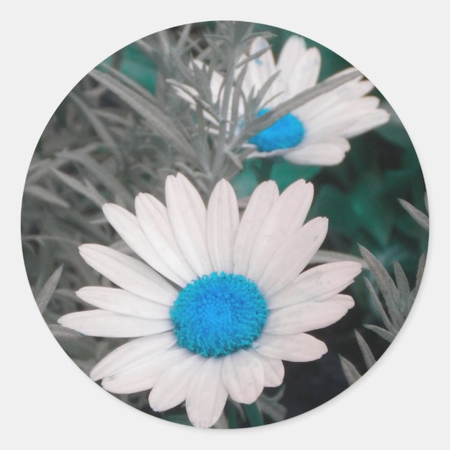 Pegatinas blancos de Shasta Daisies (con azul Verd (Anverso)