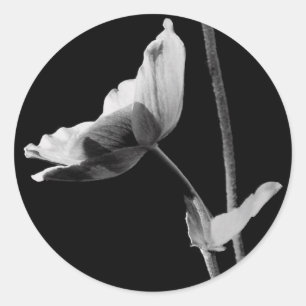 Pegatinas blancos y negros de la flor