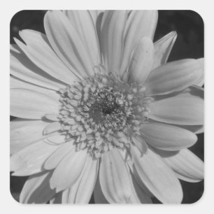 Pegatinas blancos y negros del Gerbera