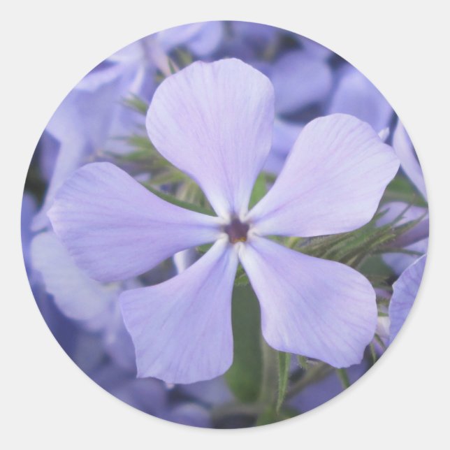 Pegatinas - Blue Phlox II (Anverso)