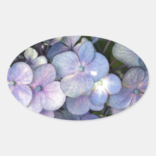 Pegatinas Blue Purple Hydrangea Oval (Anverso)