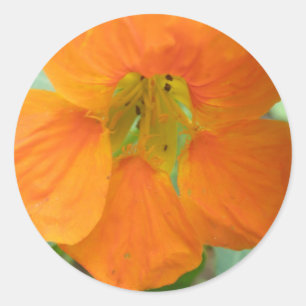Pegatinas bonitos Nasturtium