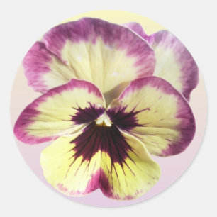 Pegatinas - Borgoña Blotch Pansy