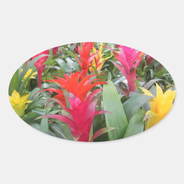 Pegatinas - Bosque Bromeliad (Anverso)