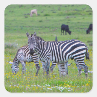 Pegatinas cebra de Tanzania