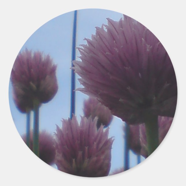 Pegatinas - Chives Image 1 (Anverso)