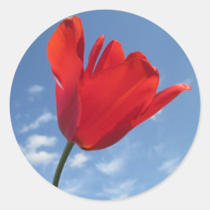 Pegatinas - Cielo azul tulipán rojo