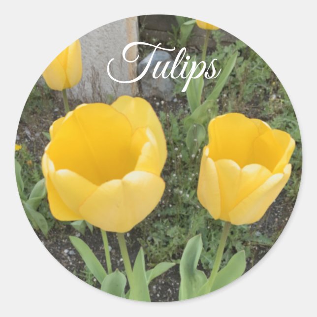 Pegatinas clásicas redondas de tulipanes amarillos (Anverso)