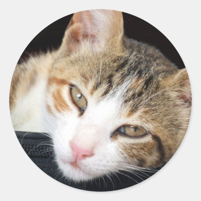 Pegatinas Cleo (Anverso)