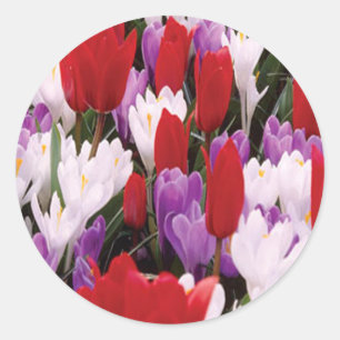 Pegatinas coloridos de Tulip Flowers