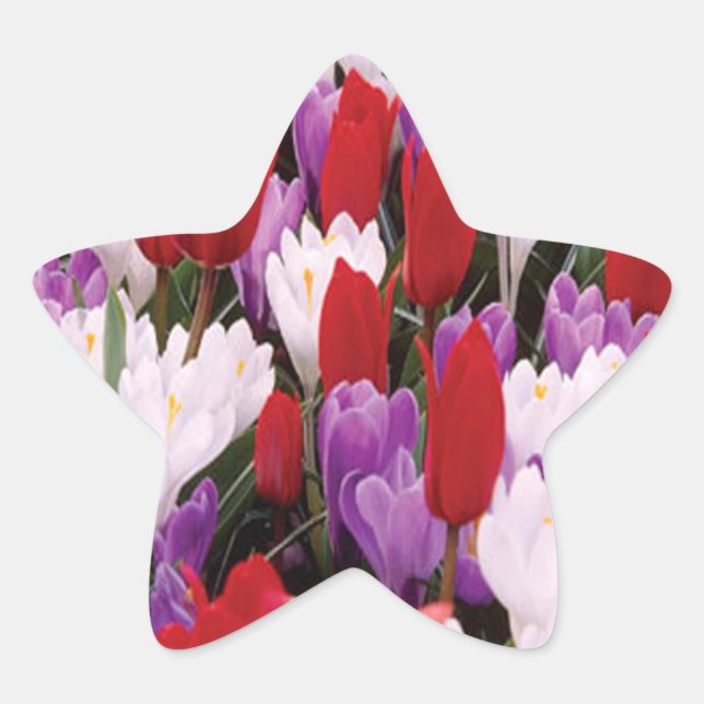 Pegatinas coloridos de Tulip Flowers (Anverso)
