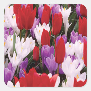 Pegatinas coloridos de Tulip Flowers