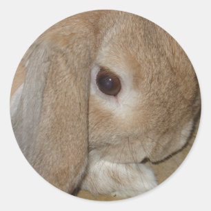 Pegatinas - conejo enano espigado del Lop