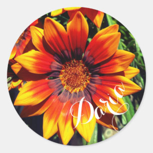 Pegatinas conocidos de encargo del Gazania