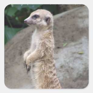 Pegatinas contrapesados de Meerkat