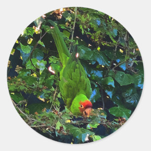 Pegatinas Conure #1 con cabeza de cerezo