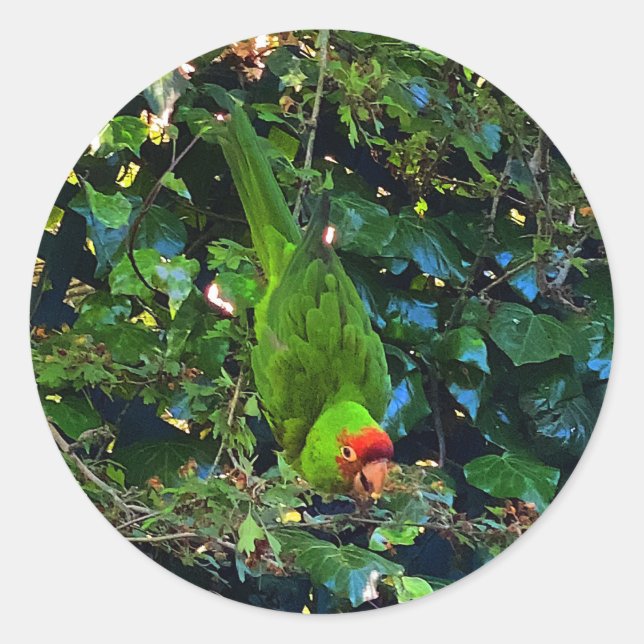 Pegatinas Conure #1 con cabeza de cerezo (Anverso)